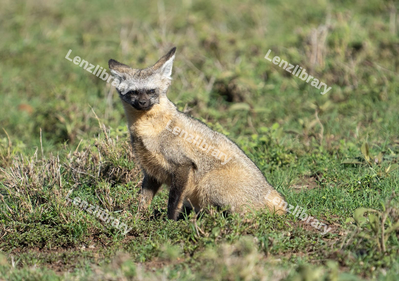 Bat-Eared Fox